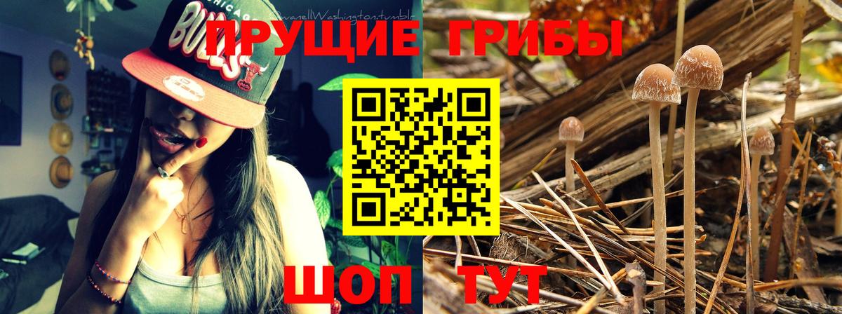 Псилоцибиновые грибы прущие грибы Апатиты