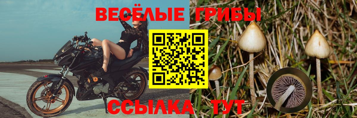 Псилоцибиновые грибы Psilocybine cubensis  Вход с VPN  дарнет шоп  Апатиты 